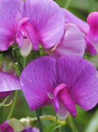 Purple pea flower