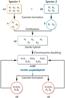 Formation of amphidiploid from two species