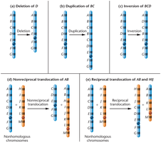 Types of chromosome rearrangements: deletion, duplication, inversion, translocation