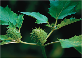 Datura stramonium plant with altered phenotype due to trisomy