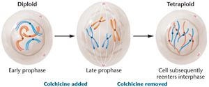 Colchicine-induced autotetraploidy