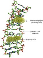 Intercalating agent distorting DNA structure