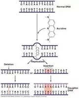 Replication errors caused by intercalating agents