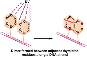 Formation of thymine dimers by UV light