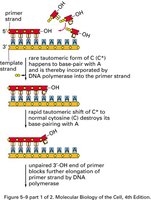 Proofreading activity of DNA polymerase