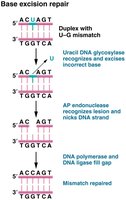 Base excision repair mechanism