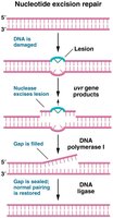 Nucleotide excision repair mechanism