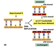 Depurination leading to deletion during replication