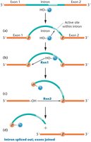 Splicing mechanism for removal of a group I intron