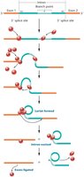 Model of the splicing mechanism for removal of a spliceosomal intron