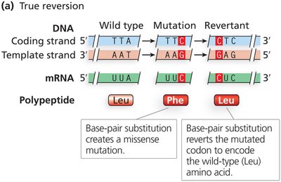 True reversion mutation example