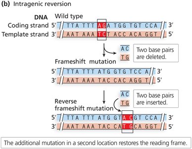 Intragenic reversion mutation example