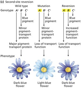 Second-site reversion example in flower color