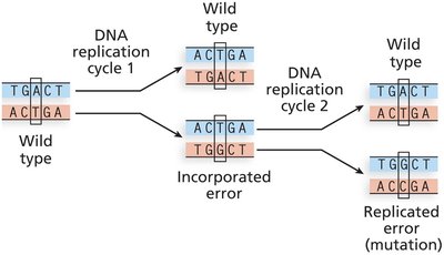 Incorporated error and replicated error in DNA