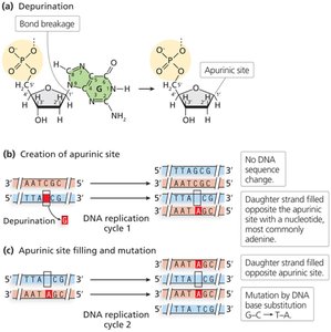 Depurination and its consequences