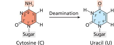 Deamination of cytosine to uracil