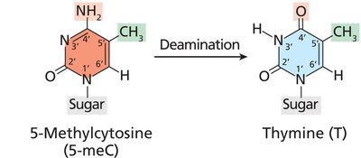 Deamination of methylated cytosine to thymine