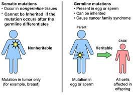 Comparison of somatic and germline mutations