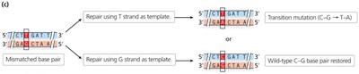 Repair outcomes for deaminated methylated cytosine