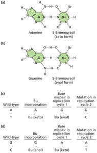 Base analogs: 5-bromouracil pairing