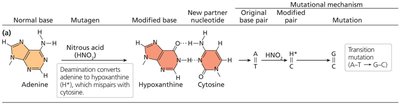 Deaminating agent: nitrous acid action