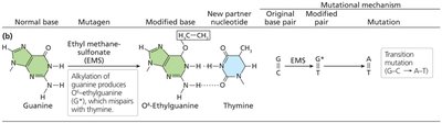 Alkylating agent: EMS action on guanine