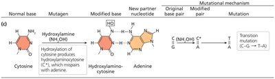 Hydroxylating agent: hydroxylamine action