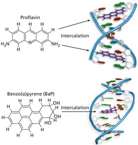 Intercalating agents: proflavin and BaP