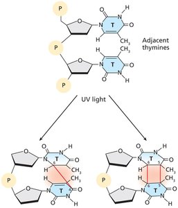 UV-induced thymine dimers and photoproducts