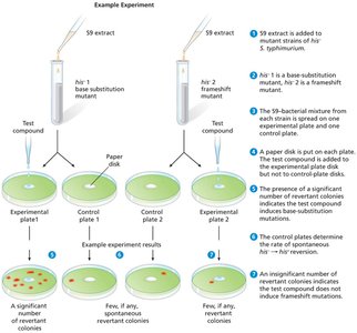 Ames test experimental setup