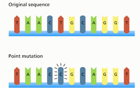 Diagram of a point mutation in a DNA sequence