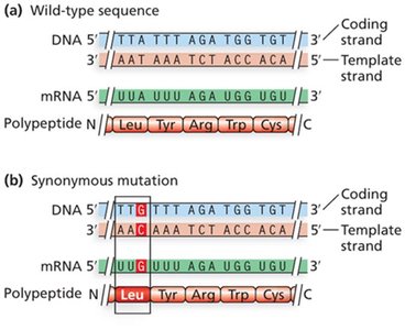 Wild-type and synonymous mutation sequence comparison