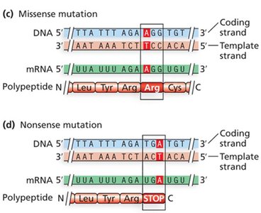 Missense and nonsense mutation sequence comparison