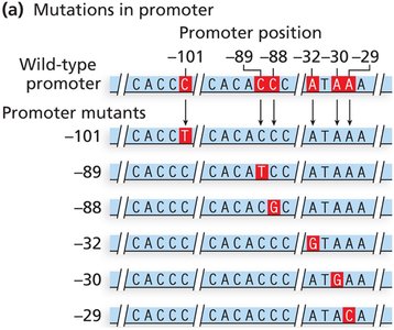 Promoter mutations in DNA sequence
