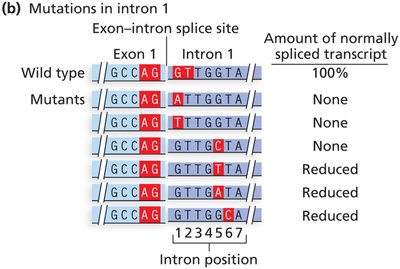 Splice site mutations in intron 1