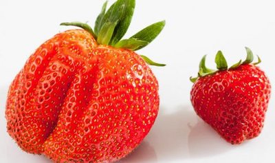 Large polyploid strawberry compared to diploid strawberry