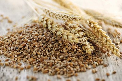 Wheat and rye hybridization (Triticale)