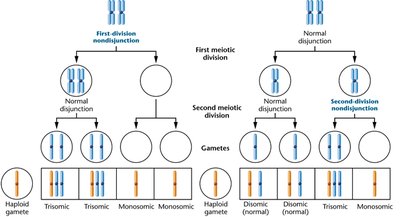 First- and second-division nondisjunction outcomes