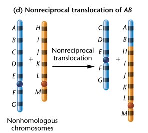 Formation of deletion loop during synapsis