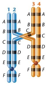 Chromosome with a duplicated segment