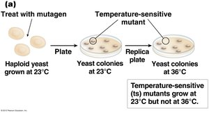 Temperature-sensitive mutant screen in yeast