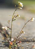 Arabidopsis thaliana and its meristems