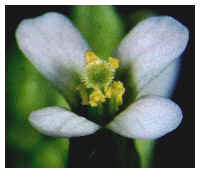 Organization of Arabidopsis flower whorls