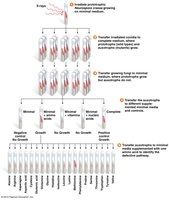 Beadle and Tatum's Neurospora mutant screen workflow