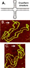 Cruciform structure and AFM images