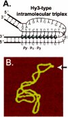 Intramolecular triplex DNA schematic and AFM image