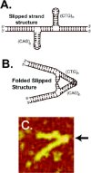 Slipped-strand DNA schematic and AFM image