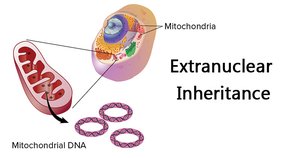 Diagram of mitochondria and mitochondrial DNA illustrating extranuclear inheritance