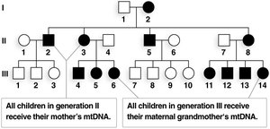 Maternal inheritance of mitochondrial genes in mammals