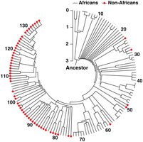 Human evolution and mitochondrial DNA analysis